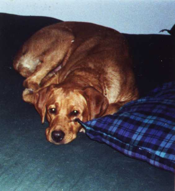 Bonita