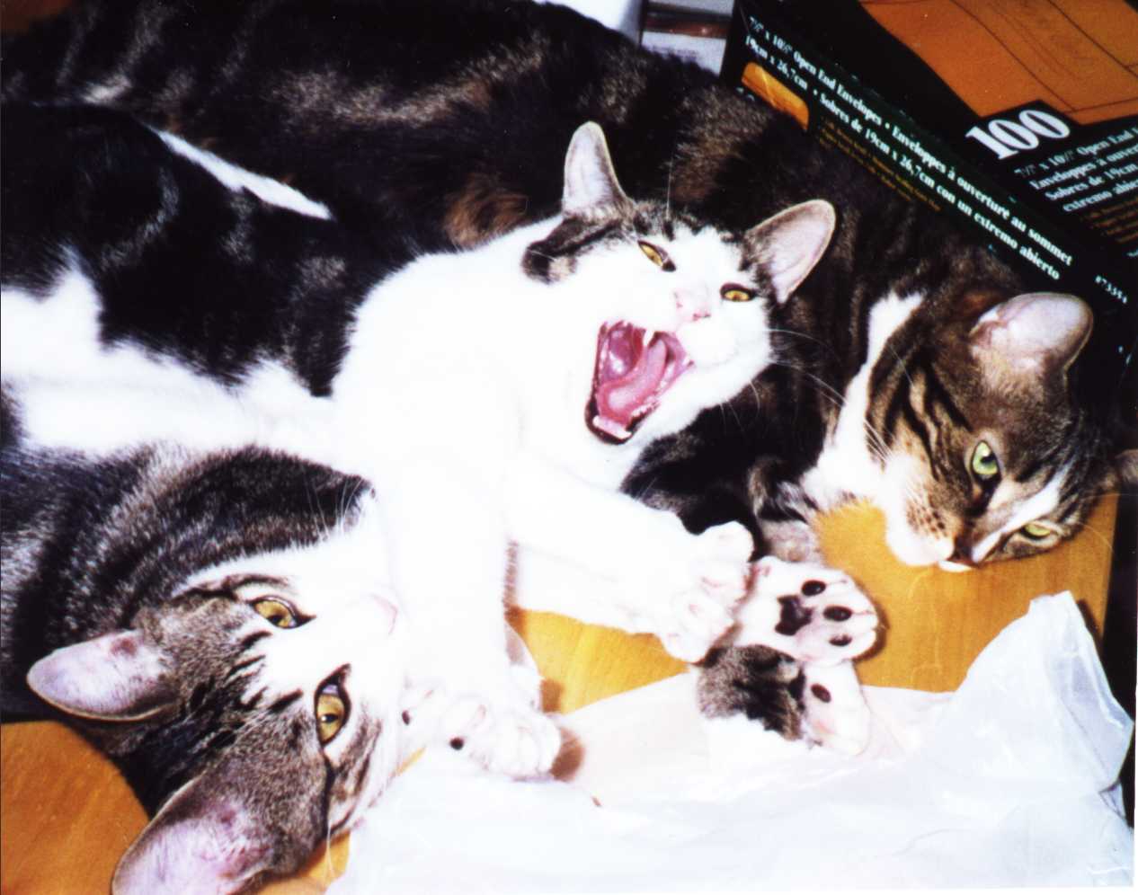 Our three cats
